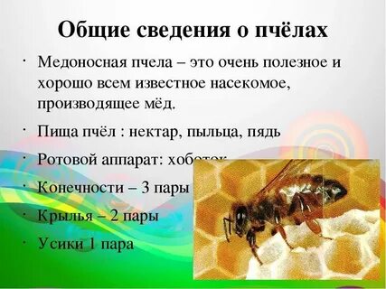 Сообщение о пчелах окружающий мир