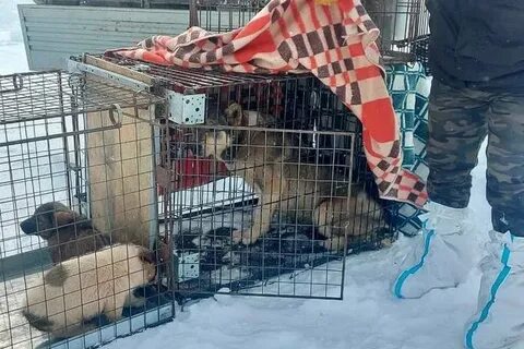 Служба по отлову собак