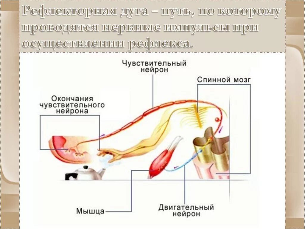 Составные части рефлекса. Нервная регуляция рефлекторная дуга. Составные части дуги рефлекса. Составные части дуги рефлекса исполнительный Нейрон.