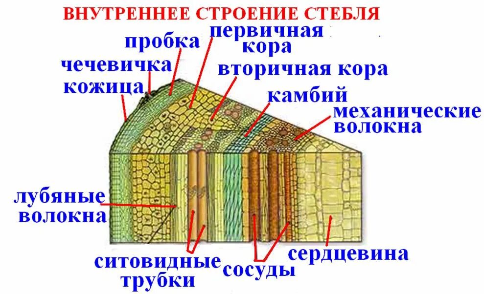 Внутреннее строение стебля древесина. Строение стебля древесина Луб. Строение части стебля и функции части стебля. Луб строение лубяные волокна. Внутреннее строение части стебля