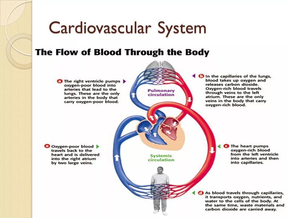 Брошюра cardiovascular System. Cardiovascular System Notes. Unit 3 body Systems the cardiovascular System гдз. Cardiovascular system