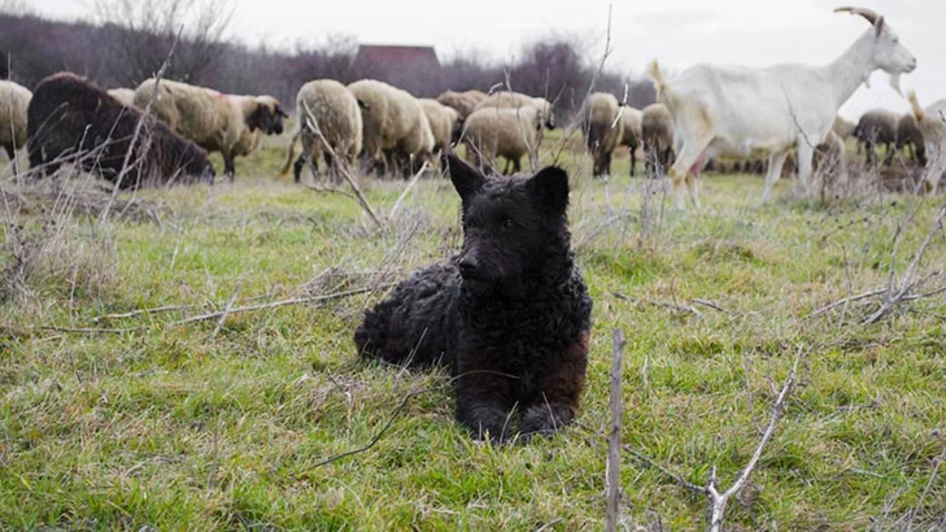 мадьяр нынче сканворд. мадьяр нынче сканворд. кроссворд простой. сканворд. тещин язык кроссворд.
