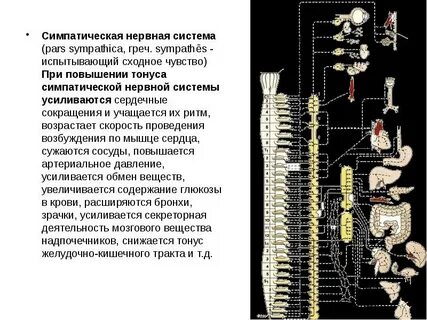 Симпатическая система возбуждение