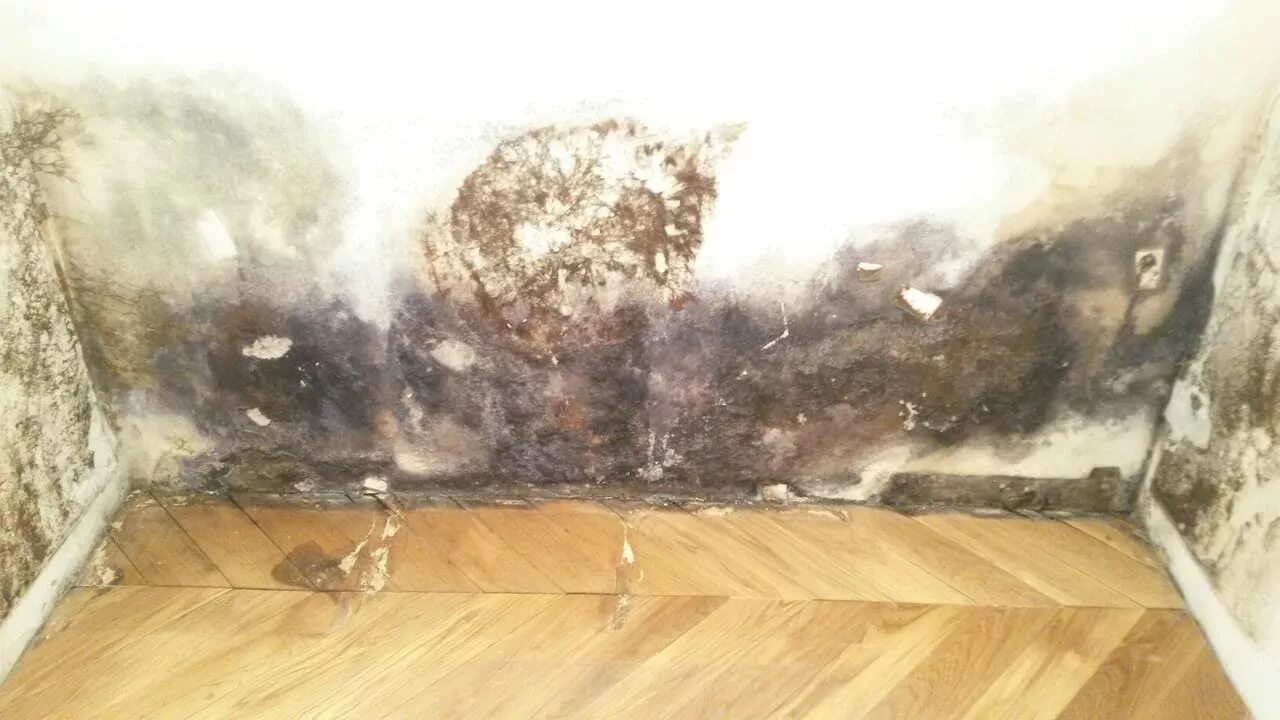 Плесень в ванне на потолке. Черный грибок на стенах. Черная плесень в квартире. Плесень и грибок на стенах. Чёрная плесень на стенах в ванной.