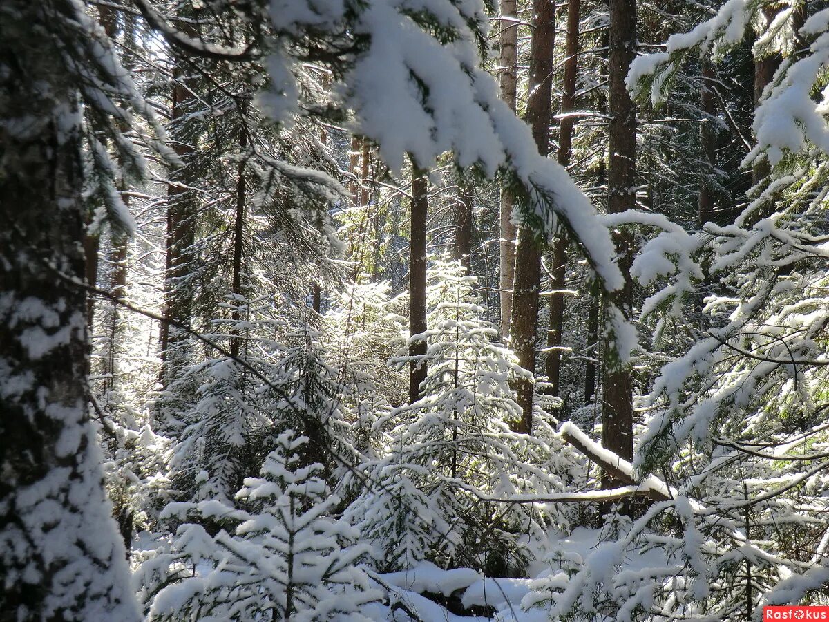 густой лес зимой. дремучий зимний лес. лесная чаща зимой. зимние леса. лесная чаща зимой.
