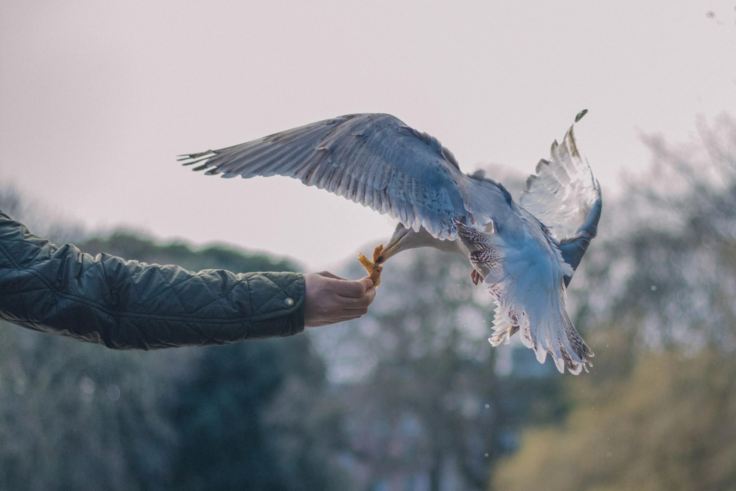 Человек птица. Птица на руке. Крыло птицы. Человек с крыльями птицы. Bird in hand