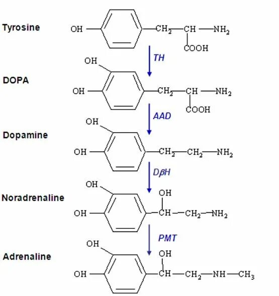 Синтез дофамина биохимия. Тирозин. Тирозин дофамин. Тирозин адреналин. Пэт с тирозином