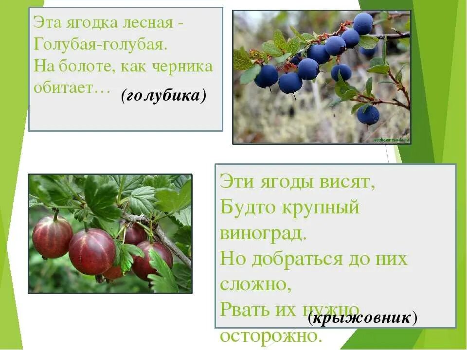 Загадка цвет белый а ягода. Загадки про ягоды. Загадка про голубику. Загадки про ягоды для детей. Стихи про голубику.