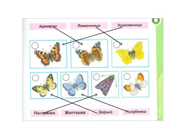Окружающий мир 1 класс 2 часть бабочки. Окружающий мир 1 класс цветы и бабочки. Рабочие листы по окружающему миру бабочки. Бабочки 1 класс окружающий мир рабочая.