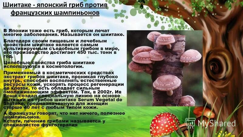Гриб шиитаке. Полезные грибы для человека. Гриб шиитаке лечебные. Полезные свойства грибов шиитаке.