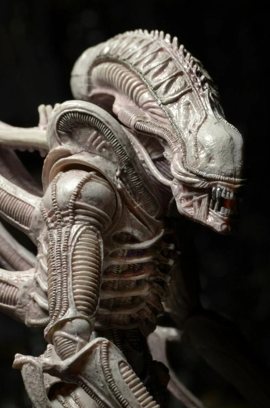 Фигурка neca aliens - ксеноморф альбинос 51614. Чужой завет фильм неоморф. Белый чужой. Белый чужой. Фигурки neca aliens.