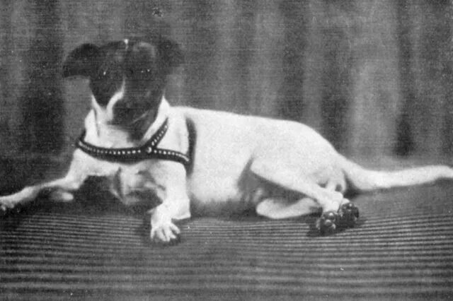 Булгаков собачье сердце профессор. Собачье сердце герой 7 букв. Собачье сердце швондер и домком. Профессор филипп филиппович преображенский. Собачье сердце герой 7 букв.