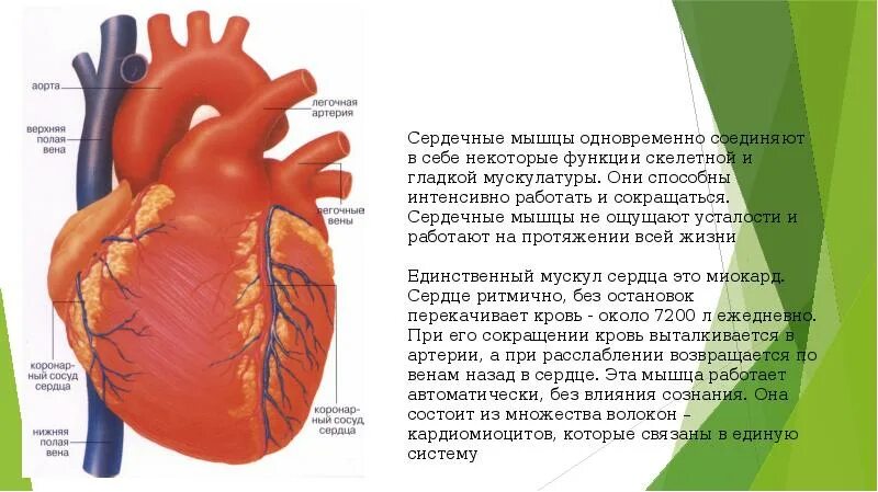 Сердечно сосудистая система. Строение сердечной мышцы человека. Деятельность сердечной мышцы. Функции сердца нормальная физиология. Проводимость и сократимость сердечной мышцы.