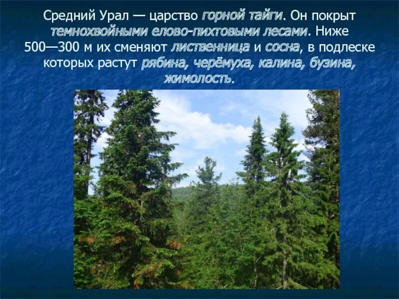 Темнохвойная тайга климат. Темнохвойные Елово-пихтовые леса климат. Царство горной тайги. Средний Урал презентация. Еловый лес Урала.