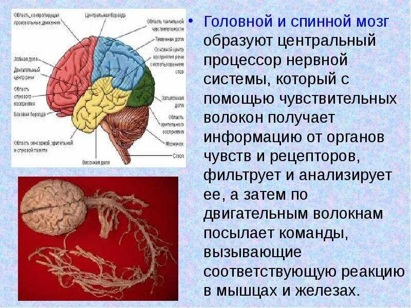 Головной мозг и нервы образуют