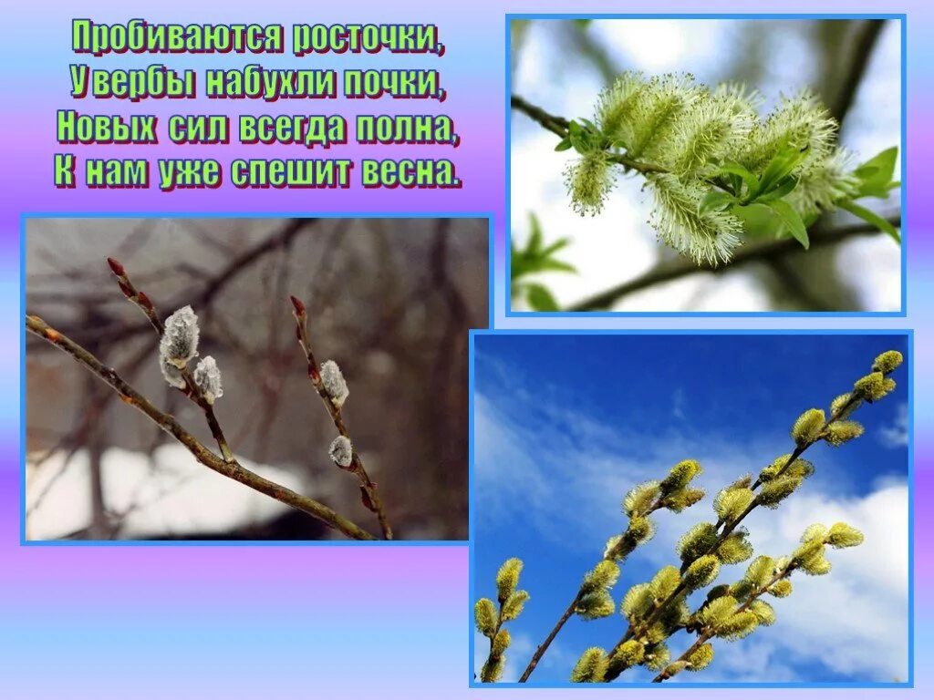 Стихотворение фета верба вся пушистая. Стих про весну. Стих про вербу. Стишки про вербу для малышей. Верба для детей.