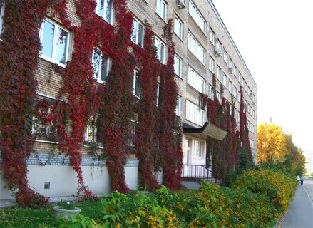 Мгу иностранные языки и регионоведение