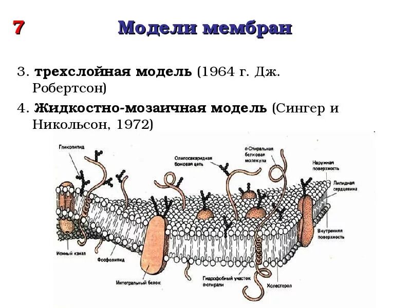 Опишите молекулярную организацию биологической мембраны. Опишите молекулярную организацию биологической мембраны