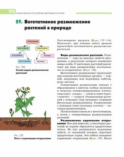Два типа размножения в природе