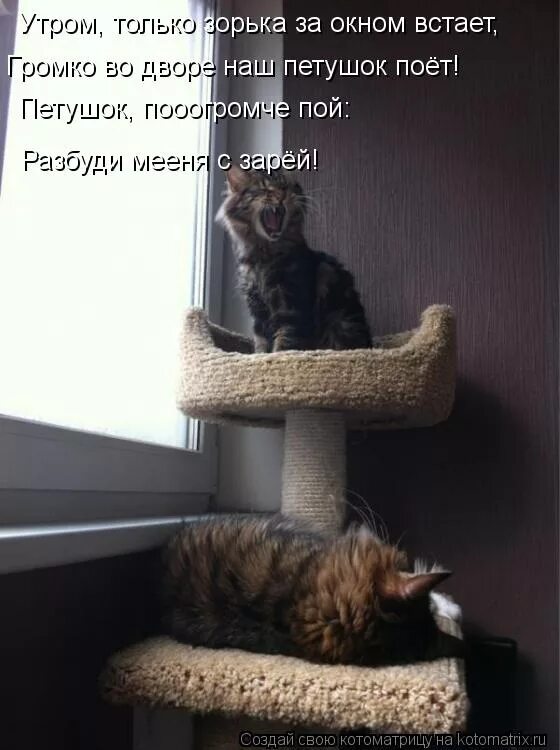 девочка с микрофоном. кричащий кот. девушка с микрофоном. орать. разбуди петь.