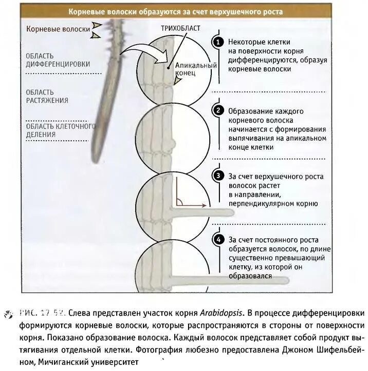 Грибы имеют верхушечный рост. Корневые волоски. Корневые волоски у растений. Строение корневого волоска. Корневые волоски ТРИХОБЛАСТЫ.