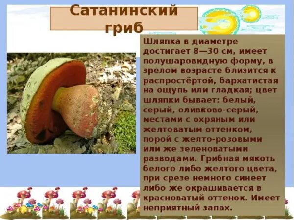 Гриб сатанинский в крыму фото и описание Польский гриб 20 фото, описание внешнего вида, места обитания и съедобность По