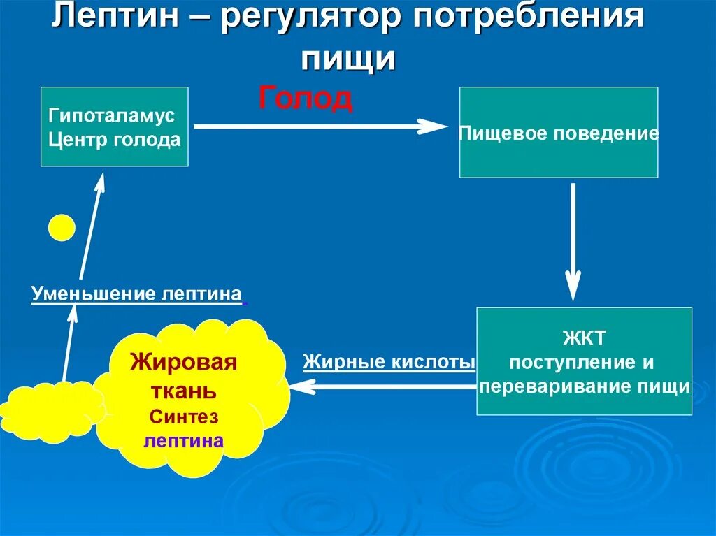 Инсулин чувство голода. Лептин физиология гормон физиология. Лептин гормон синтезируется. Ожирение и гормон лептин. Пищевое поведение лептин.