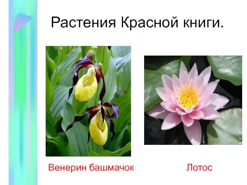 Цветы входящие в красную книгу