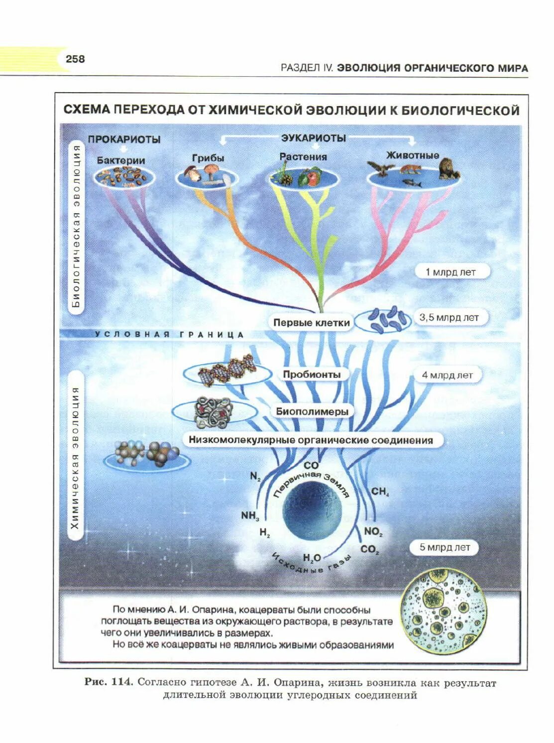 Химическая эволюция живого. Химическая Эволюция схема. Химическая Эволюция это в биологии. Схема перехода от химической эволюции к биологической. Схема перехода химической эволюции в биологическую.