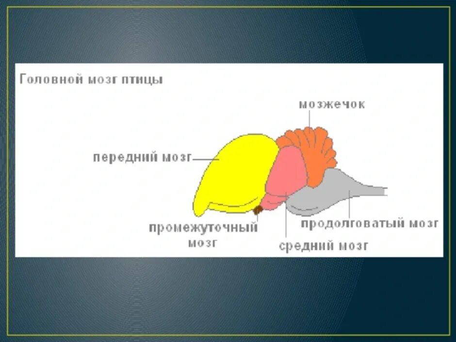 Класс птицы нервная. Нервная система птиц строение головного мозга. Отделы головного мозга у птиц схема. Схема строения головного мозга птицы. Внутреннее строение птиц мозг.