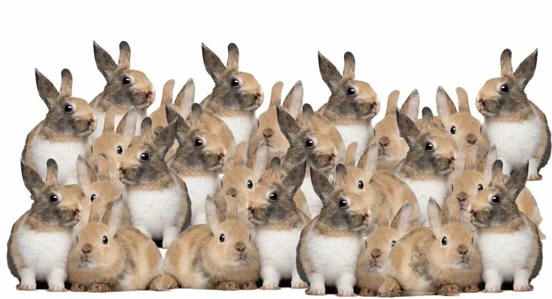 Включи где кролики. Много кроликов. Группа кроликов. Толпа кроликов. Кот среди кроликов.