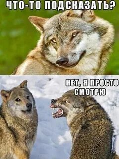 Что нибудь смешное картинки