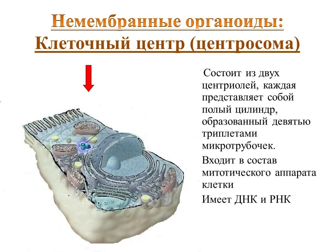 Функции центросомы. Центросома строение. Клеточный центр центросома. Клеточный центр имеет ДНК. Клеточный центр состоит из двух центриолей.