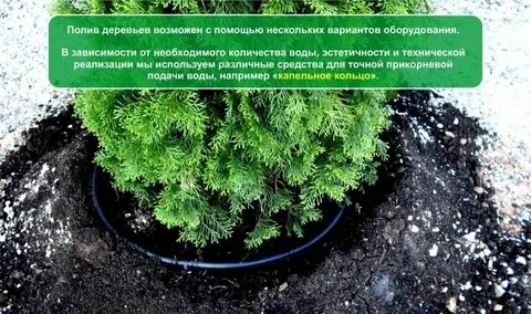 Сколько раз поливать тую