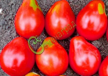Характеристика томата инжир