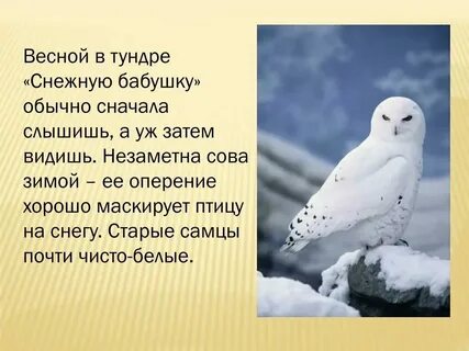 В холодных районах нужно обязательно заготавливать