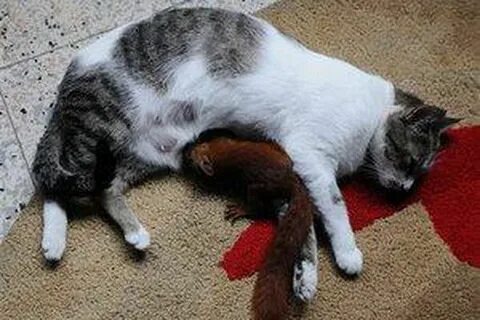 Кормить чужих детей