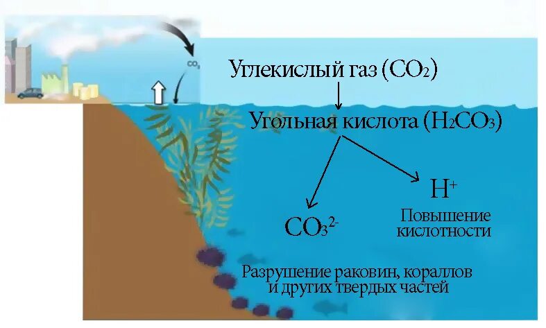 Органические соединения co2. Круговорот углерода в мировом океане. Круговорот углекислого газа, растворённого в мировом океане. Поглощение углекислого газа океаном. Круговорот углерода в воде.