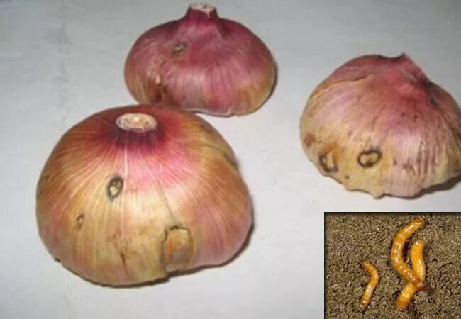 болят луковицы