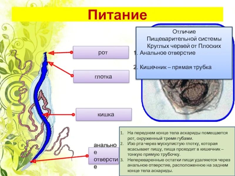 Чем отличаются круглые от плоских. Круглые черви 7 класс тип питания биология. питание плоских червей паразиты. пищевая система аскариды.