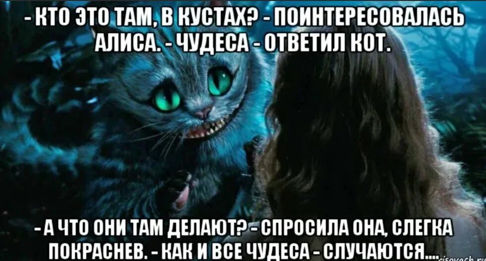 Как сделать фразу алисе. Алиса в стране чудес. Высказывания Чеширского кота. Алиса в стране чудес Чеширский кот цитаты. Цитаты из Алисы в стране чудес.