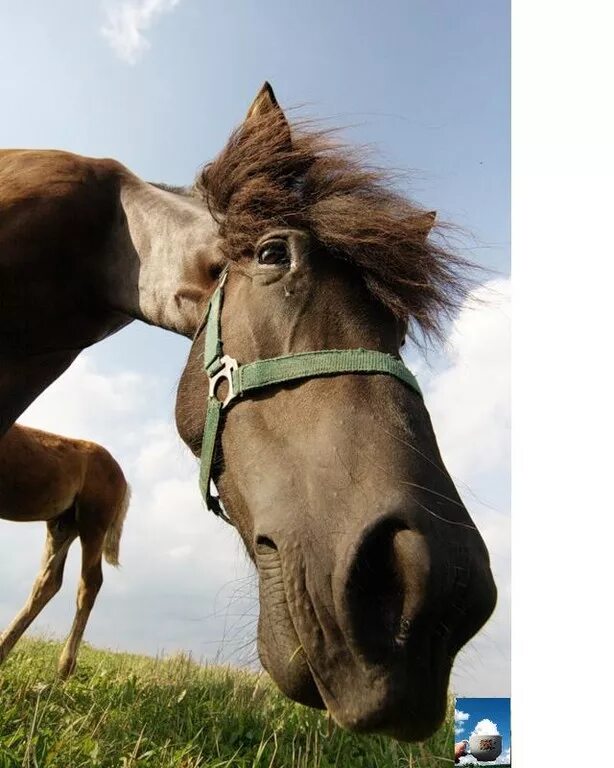 Я оглянулся. На лошади оглянулся. Лошади часто влюбляются.