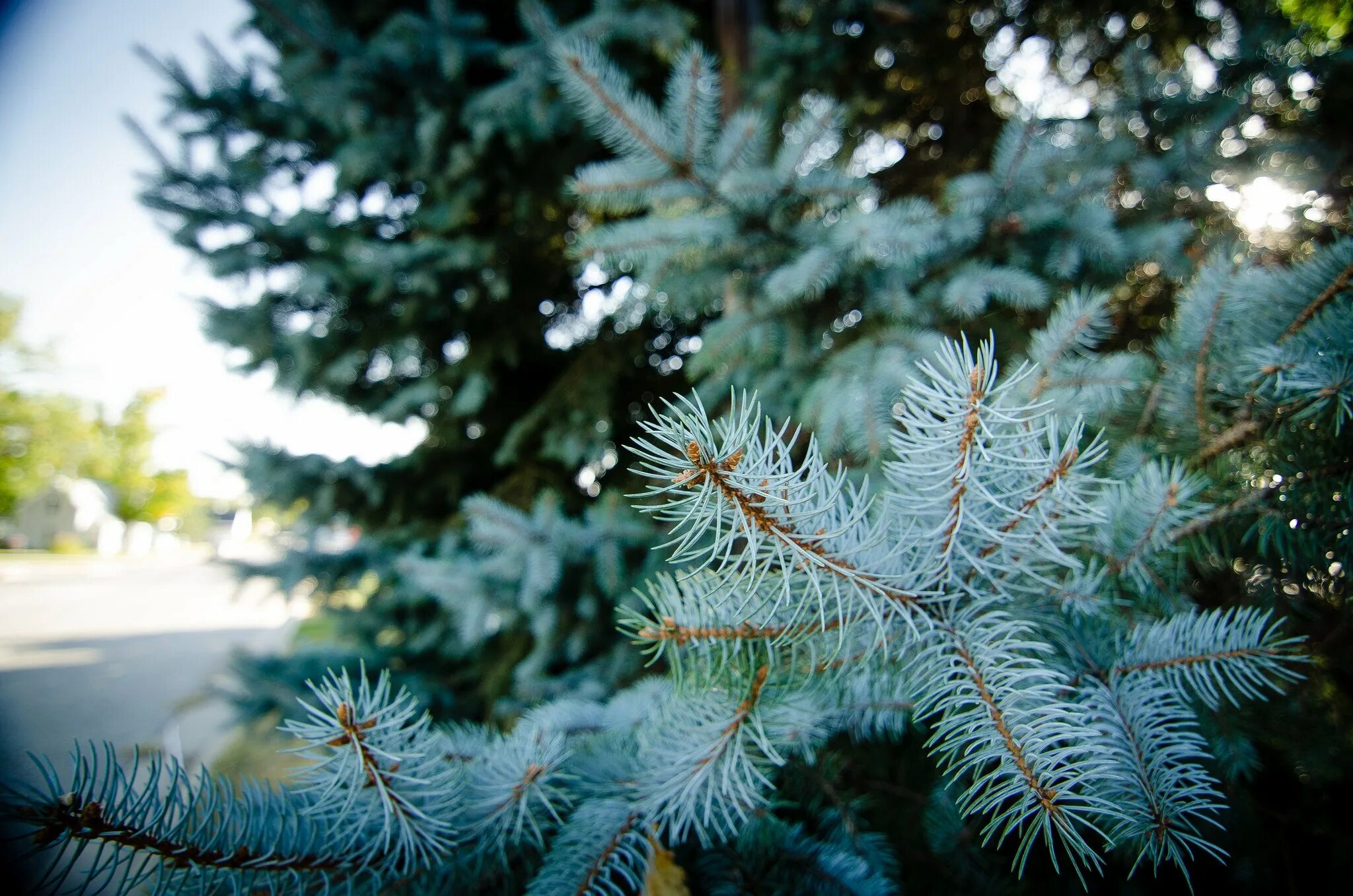 Родственник ели. Ель Сибирская голубая. Хвойные деревья ель голубая. Blue Spruce хвоя. Голубая ель Лесная.