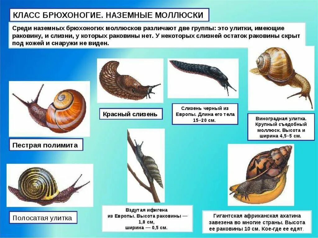 Три примера животных моллюски. Тип моллюски брюхоногие. Класс брюхоногие моллюски представители. Представители брюхоногих моллюсков биология 7. Типичные представители брюхоногих моллюсков.