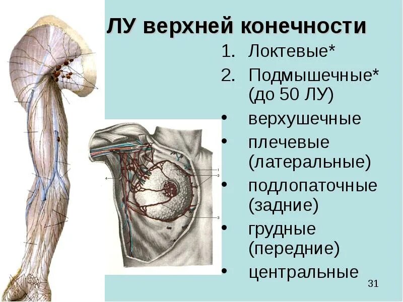 Локтевые лимфатические узлы. Лимфатические узлы плечевого сустава. Региональные лимфатические узлы предплечья. Лимфоотток локтевого сустава. Лимфоузел на локте