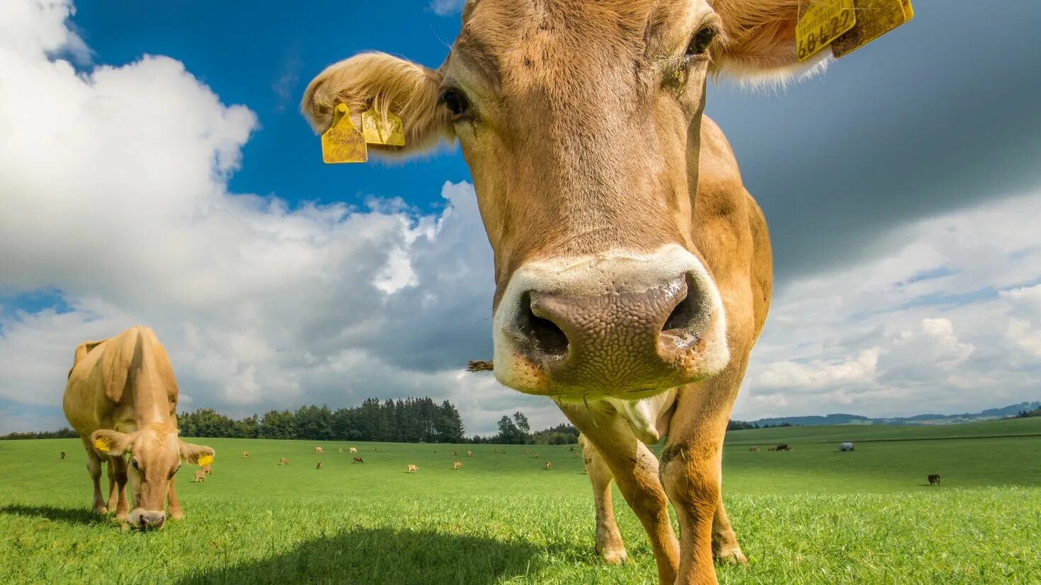Поле коровки. Коровы на лугу. Коровы в поле. Коровки на лугу. Зеленый луг с коровами.
