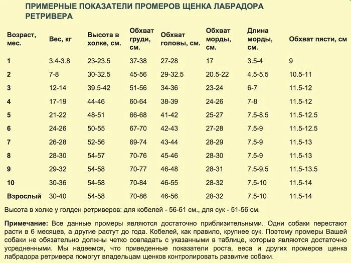 Сколько весит взрослый лабрадор. Габариты щенка лабрадора в 2 месяца. Таблица веса и роста лабрадора по месяцам. Щенок лабрадора 2 месяца рост. Таблица веса лабрадора по месяцам.