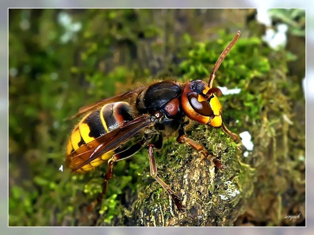 Шершень обыкновенный. Шершень Веспа Крабро. Шершень Европейский (Vespa crabro). Vespa crabro гнездо. Большая оса как называется