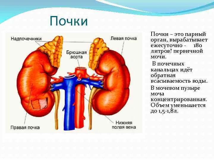 Берегите почки. Парный орган человека почки. Парные органы в организме