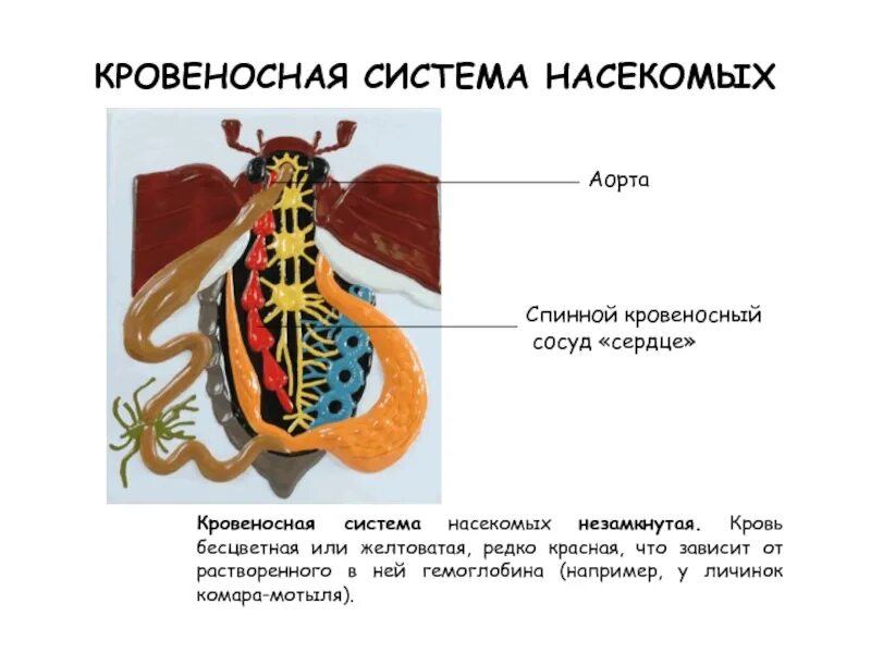 Кровеносная система строение и функции насекомых. Функция кровеносной системы у насекомых. Строение кровеносной системы насекомых. Характеристика насекомых кровеносная система